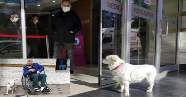 Cảm động chú chó ngày nào cũng tới bệnh viện chờ chủ trước cửa, nhất quyết không rời nửa bước